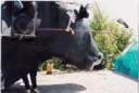 avferia12x3.JPG